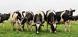 Hisenda rebaixa els mòduls de l’IRPF 2014 a les activitats agrícoles i ramaderes afectades per circumstàncies excepcionals